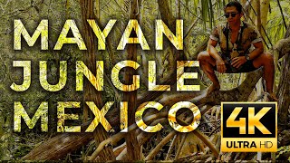 Mayan Jungle Mexico 4K Exploring the Mangroves of the Riviera Maya Yucatan [upl. by Elleinnod]