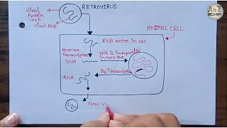 Replication of RETROVIRUS  Retrovirus infected normal cell AIDS Virus [upl. by Islean]