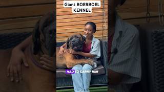 GIANT BOERBOEL KENNEL mastiffdog boerboels mastiff [upl. by Matheny]