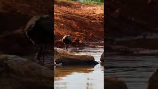 Hamerkop bird catching a frog at our hide at Founders Lodgegroundtruthglobal naturalbornrunners [upl. by Jud]