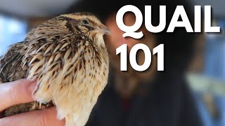 Tips on Getting Started with Quail [upl. by Fritzie]