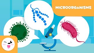 What are microorganisms Bacteria Viruses and Fungi [upl. by Ailisab530]