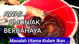 Solusi Mengatasi Amoniak Pada Kolam Ikan Anda Dengan Mudah [upl. by Ah]