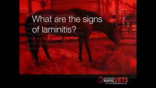 Laminitis in Horses [upl. by Chan423]