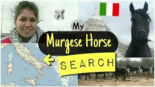 My MURGESE HORSE Search in Puglia ITALY  ENGL SUBS [upl. by Maite]