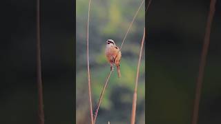 Long  tailed Shrike Call  Sound  Original  wildlife in India shortvideo viralshort ytshorts [upl. by Annig]