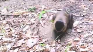 Digging a spider with stone tool [upl. by Ellennahc]