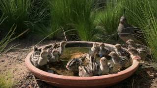 Gambels Quail Chicks about 2 days old [upl. by Eversole]