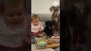 Dad Feeds Baby and Dogs While Eating Simultaneously [upl. by Atiken923]