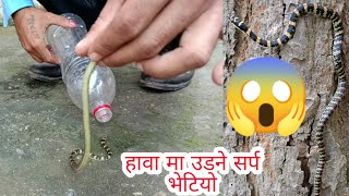 🐍 घर भित्र भेटियो हावा मा उडने सर्प  Ornate flying snake rescue in Nepal [upl. by Amarette]