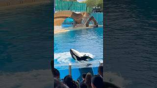 Makaio performs a hula for the crowd during Orca Encounter  SeaWorld Orlando  November 10 2024 [upl. by Viccora]