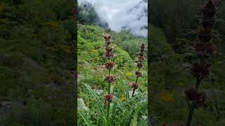 Explore The Stunning Morina Longifolia Flower In valleyofflower youtubeshorts morinalongifolia [upl. by Bigler127]