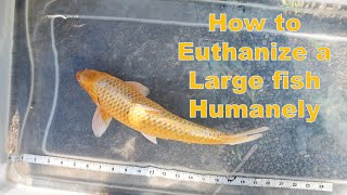 Humanely Euthanizing your Koi or Other Large Fish [upl. by Adiam9]