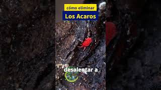 Cómo Identificar y Controlar los Ácaros de las Plantas [upl. by Hpotsirhc]