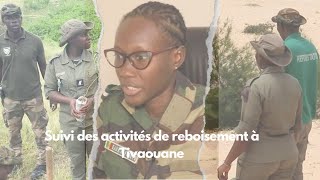 Suivi des activités de reboisement à Tivaouane [upl. by Icats]