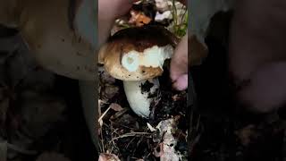 Fichtensteinpilz 🍴 Boletus Edulis pilze boletus boletusedulis fungi porcini mushroom wald [upl. by Sayed814]