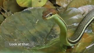 Wildlife Singapore Bronze tree snake hunting behaviour amp wild boar piglets [upl. by Inalej]