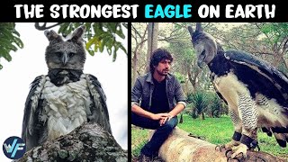 Harpy Eagle  The Strongest Eagle on Earth [upl. by Newbill]