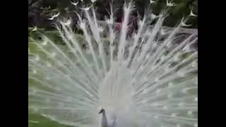 The most beautiful white peacock opening feathers [upl. by Veno980]