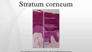 Stratum corneum [upl. by Eardnoed]