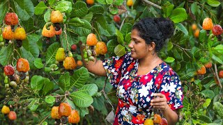 Traditional cashew nut curry amp harvesting lot of nuts from trees🌳 Villagekitchensrilanka83 [upl. by Gavan797]