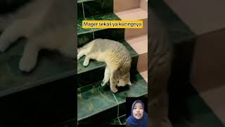 Kucingnya mager reaction reactionvideo [upl. by Monti]