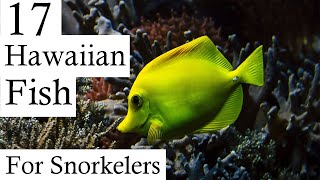 17 Hawaiian Reef Fish Every Snorkeler Should Know About In Under 2 Minutes [upl. by Schlessinger]