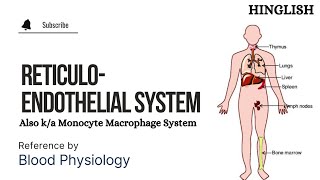 Reticuloendothelial systems  RE system  Monocyte Macrophage cell system [upl. by Matlick620]