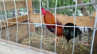 Morning feeding American gamefowl [upl. by Einnig]