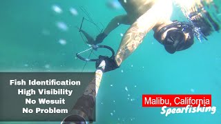 Shore diving and Spearfishing Malibu plus Fish Identification [upl. by Mowbray]