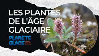 Adaptations des plantes au froid  de lâge glaciaire à la toundra arctique [upl. by Ettenuahs]