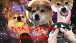 11 MINS OF DANK SHIBE MEMES [upl. by Dnalon564]