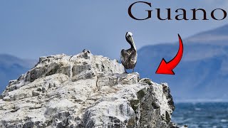 Guano The War for POOP [upl. by Neetsirhc]