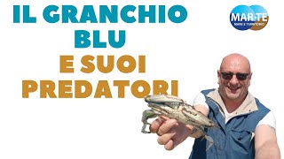 IL GRANCHIO BLU E SUOI PREDATORI [upl. by Aven]