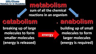 B1 Introduction to biochemistry SL [upl. by Romie]