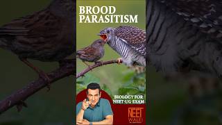 What is BROOD PARASITISM  class 12th Biology for NEETUG EXAM  neet biology science neet [upl. by Eelrihs]