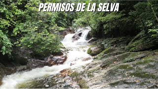 Los permisos de la Selva El misterio de los niños desaparecidos en selvas del caquetá [upl. by Denten980]