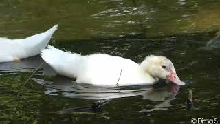 Egyptian goose attack Muscovy ducks chicks  Nilgans attackiert Warzenenten Küken 16062019 [upl. by Gabbie]