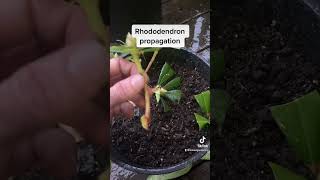 Rhododendron propagation made easy shorts [upl. by Otxis]