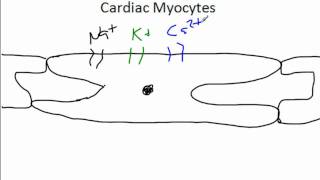 Cardiac Syncytium and Electrophysiologywmv [upl. by Kcirrek]