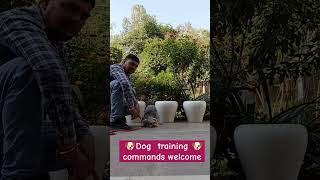 How to train your dog welcome command😄😄bestguarddog dog dogbreed guarddogbreeds cute guardog [upl. by Philly]