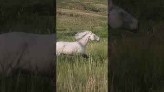 RDR2 • White Shire Horse • Red Dead Redemption 2 [upl. by Aticilef816]