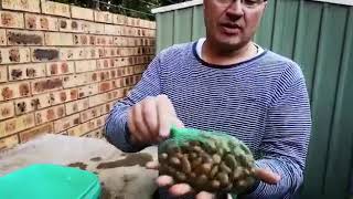 Testing cycad seeds and germination Andre Cilliers [upl. by Atsyrk]