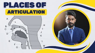 Places of articulation  Phonetics  Linguistics [upl. by Rogovy86]