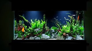 Planted 29 Gallon Setup [upl. by Aydni141]