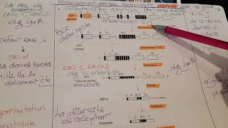 Immunologie polymorphisme la recombinaison somatique au niveau de la moelle osseuse [upl. by Yuria292]