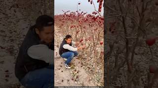 चीन में होने वाली लाल खजूर की खेती 😯 dates cultivation [upl. by Lahcear256]