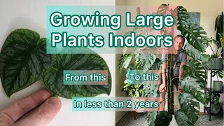 Growing Large Plants Indoors tutorial monsteradubia [upl. by Evslin]