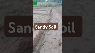 Characteristics of Sandy Soil  Soils of India  About Sandy soil soilscience sandysoilfieldvisit [upl. by Schrick]