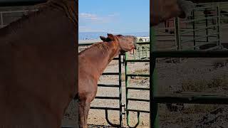 Sundance is enjoying a belly scratch gvhr horserescue equestrian [upl. by Tisman976]